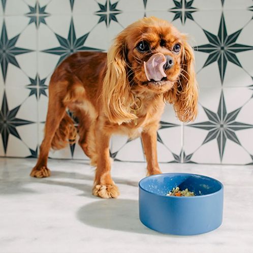 A dog licks its lips between bites of Nom Nom dog food