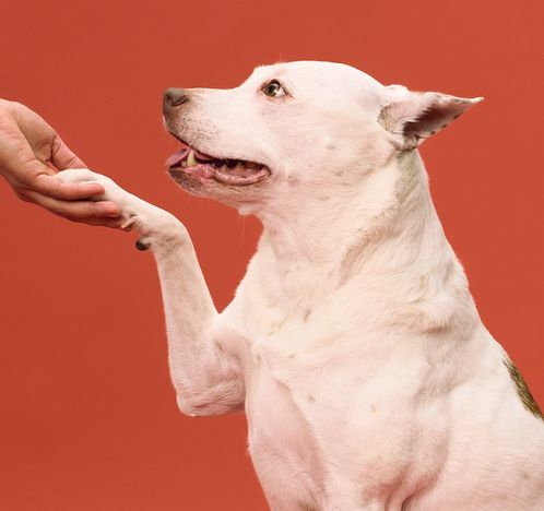 A dog gives a high five to its owner