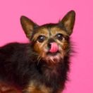 A headshot of a long hair Chihuahua