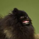 A headshot of a black Pomeranian
