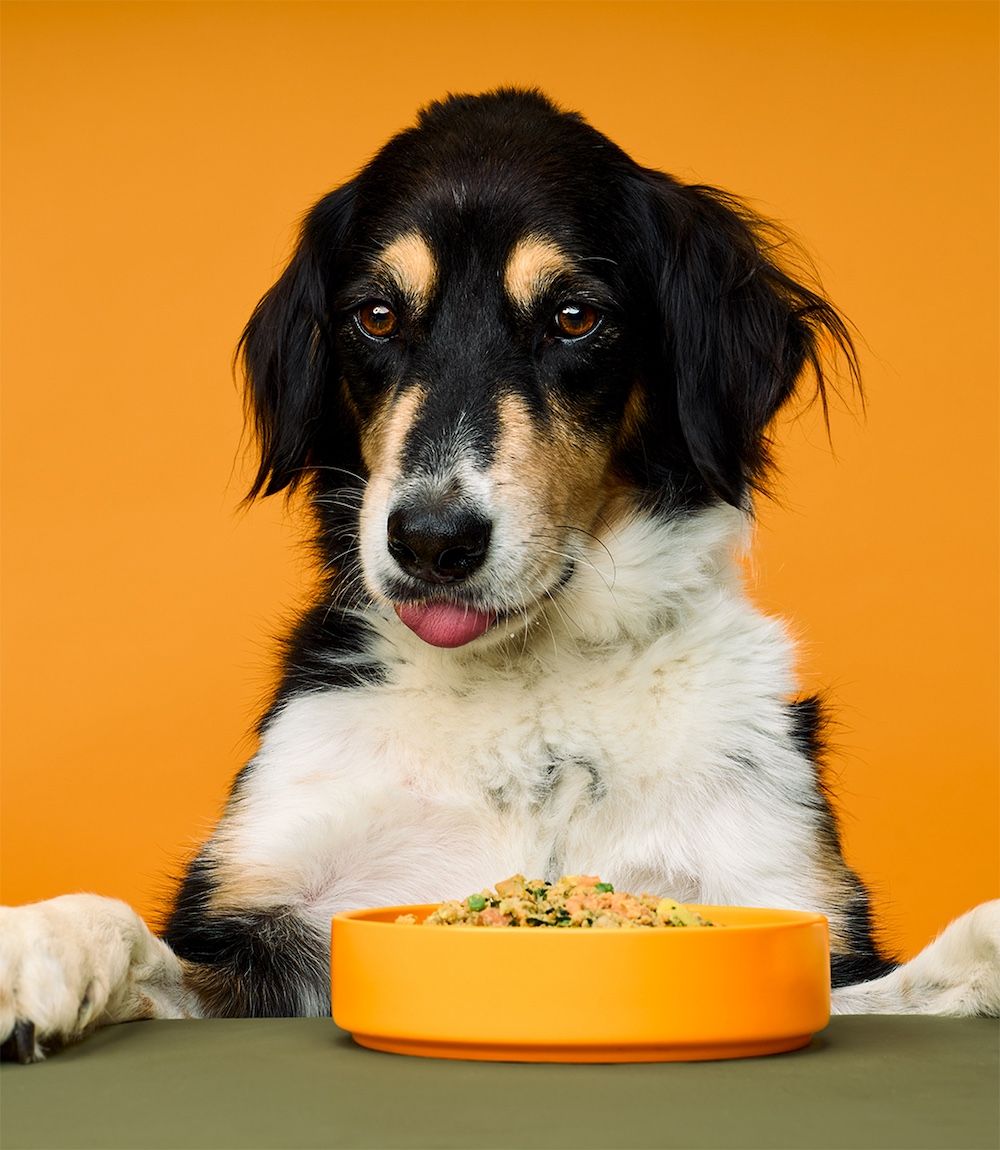 A dog eats a Turkey & Chicken Cookout meal from a bowl