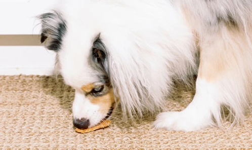 Dog eats a dog treat