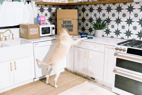 A happy dog with its ears up, licking its lips