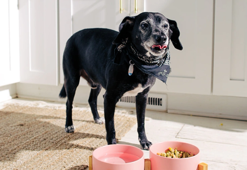 An older dog with two pink bowls