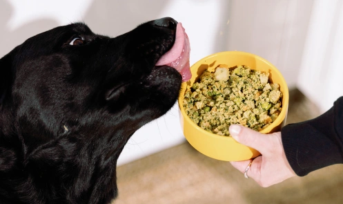 A dog licking a bowl of Nom Nom