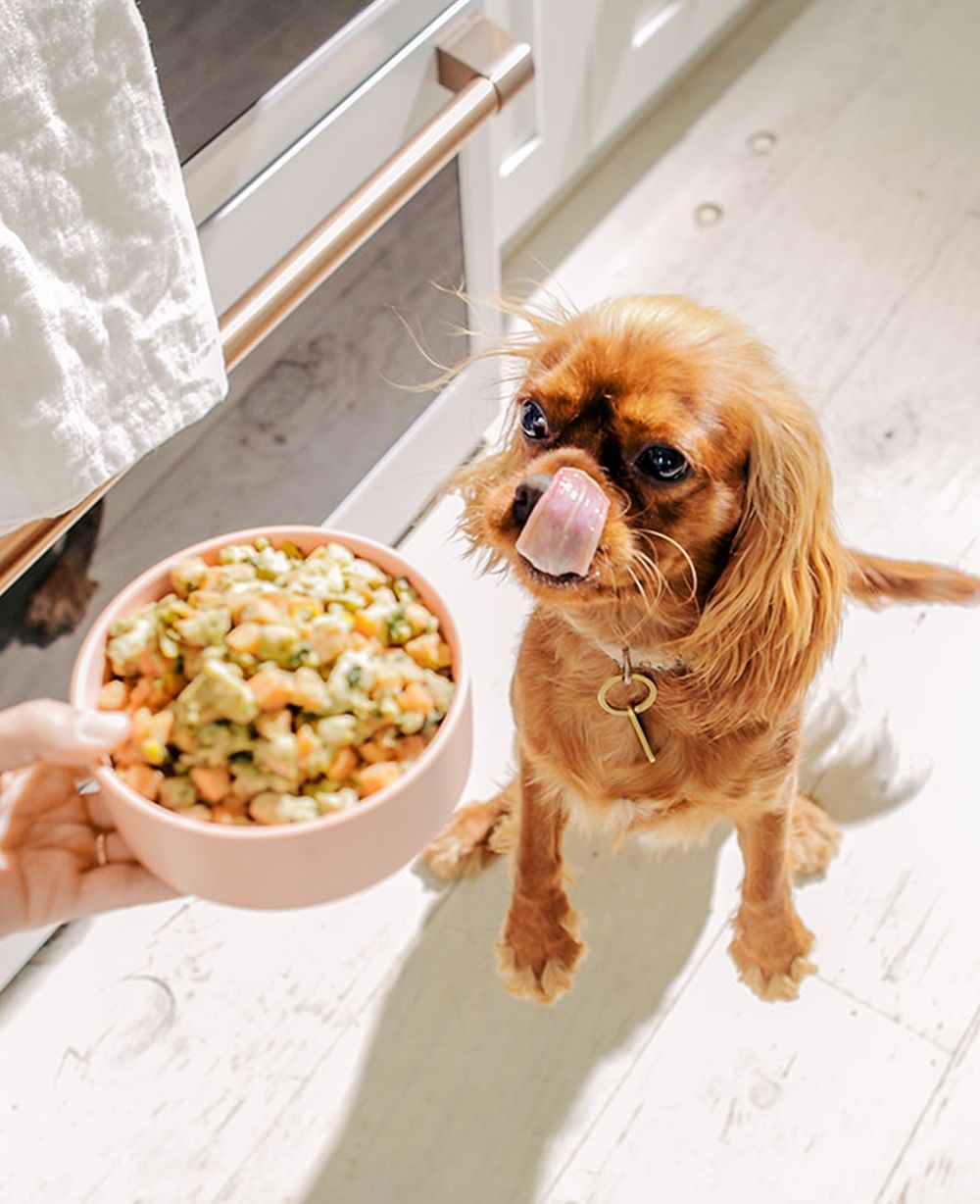 A dog licks its lips while its owner places a bowl of Nom Nom food on the floor.