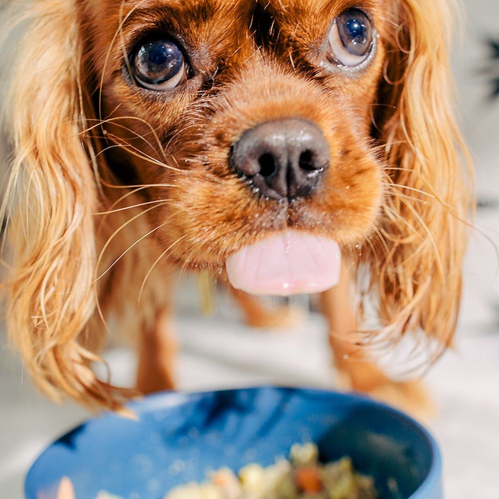 Close up of a dog eating Nom Nom dog food from a bowl