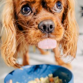 Close up of a dog eating Nom Nom dog food from a bowl