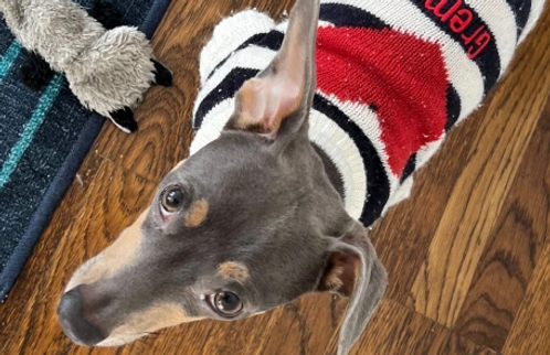 A dog in a sweater