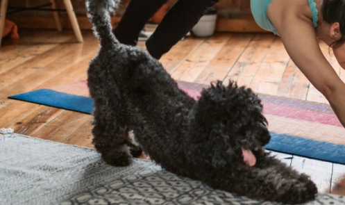 Dog doing yoga