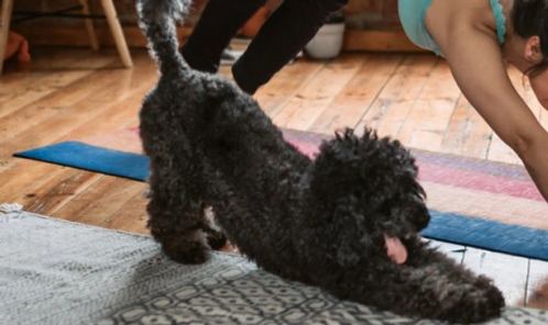 Dog doing yoga