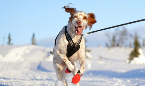 A dog in red boots in the snow