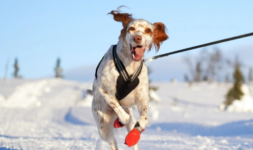 A dog in red boots in the snow