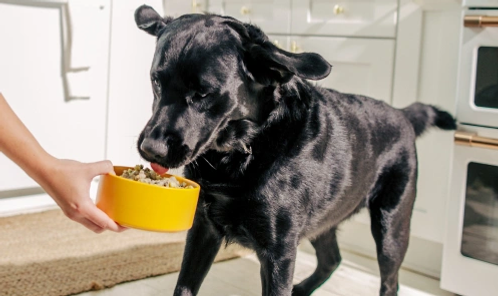 A shiny dog eating from a yellow bowl