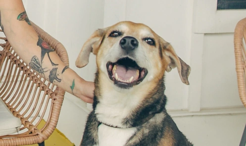 Happy dog with open mouth