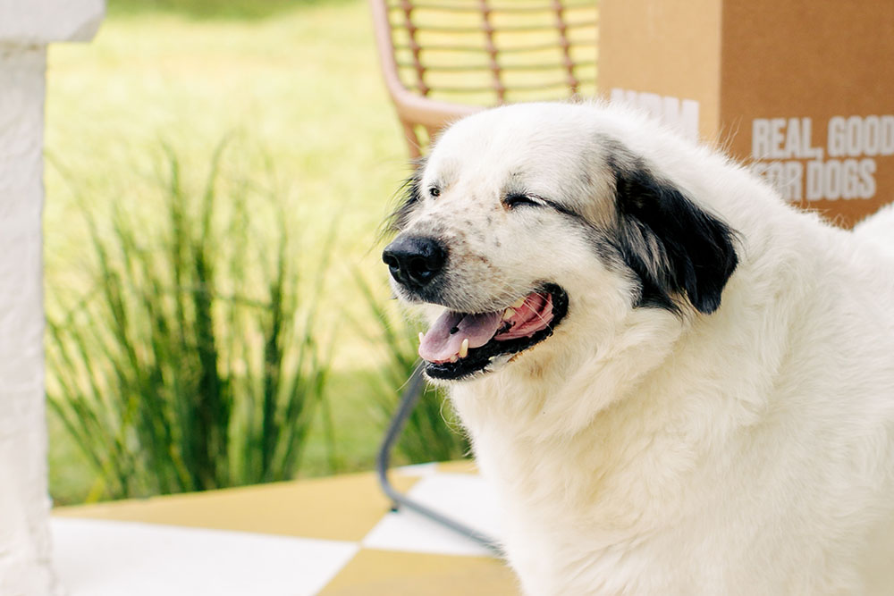 A dog laying next to grass