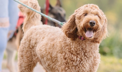 Goldendoodle on leash