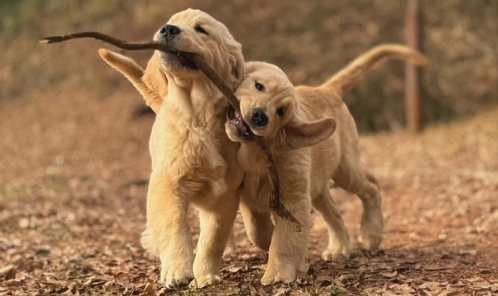Puppies playing with sticks