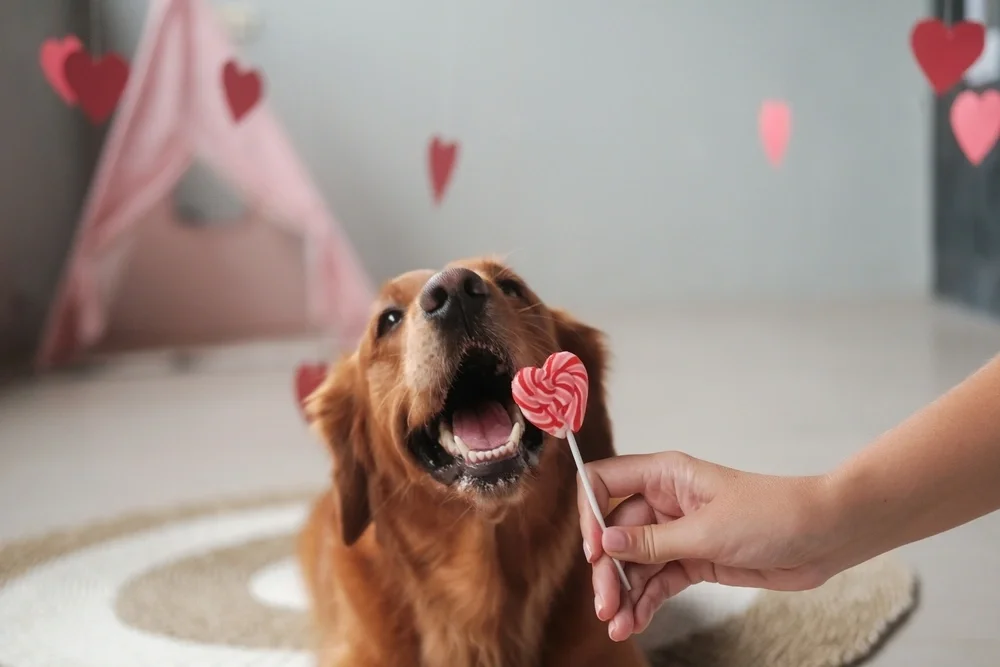 A golden retriever eagerly reaches for a heart-shaped lollipop held by a hand. Red paper hearts and a pink tent create a playful, loving atmosphere.