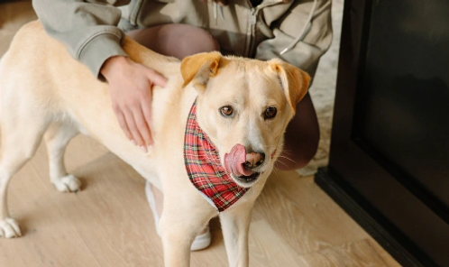 A dog licking it's lips