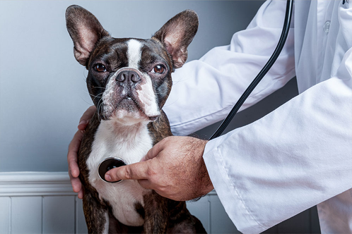 Vet checking a Frenchie
