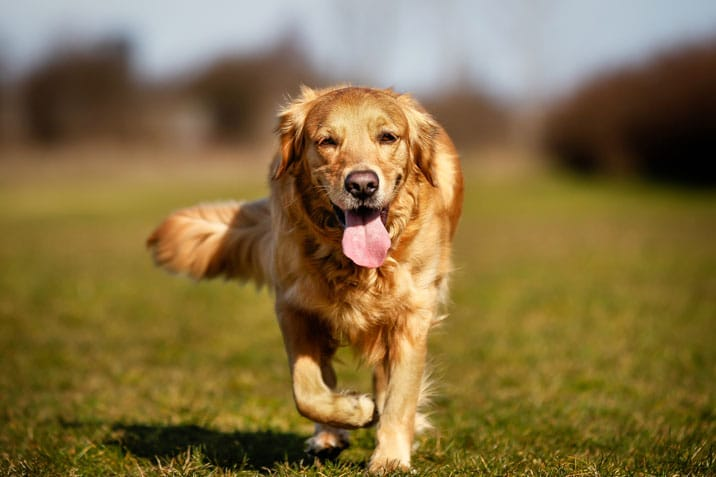 A retriever running