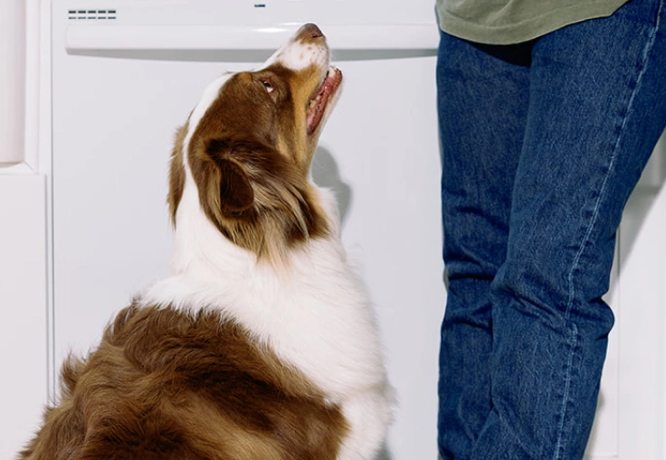 A dog looking up at her person