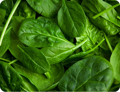 A closeup of fresh spinach