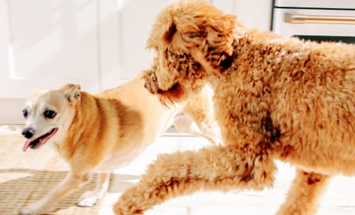 Two dogs run in the sunlight