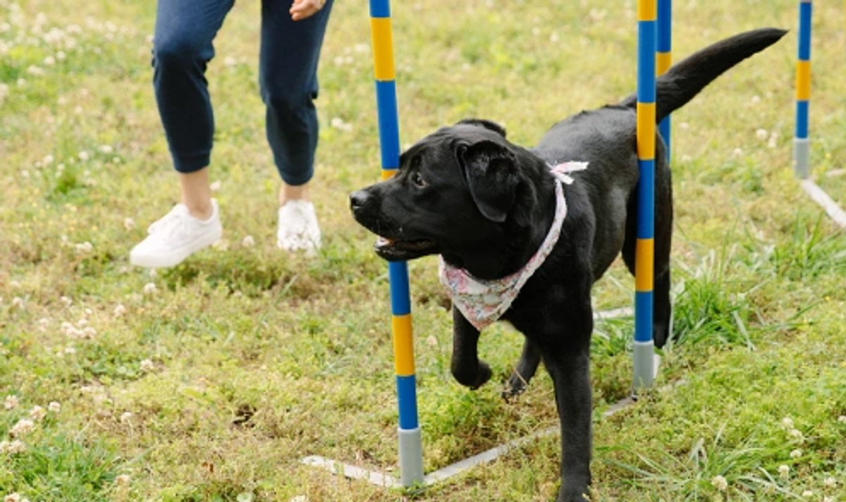 Exercise & Enrichment category hero image