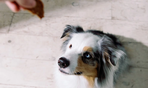 Dog looking at treat