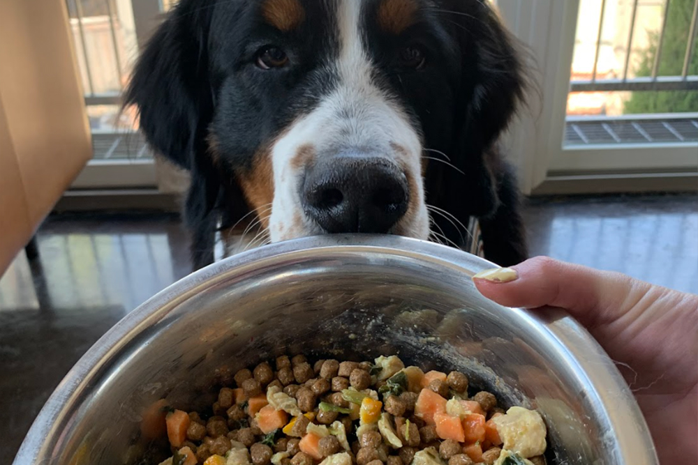 A dog looking at a bowl of food