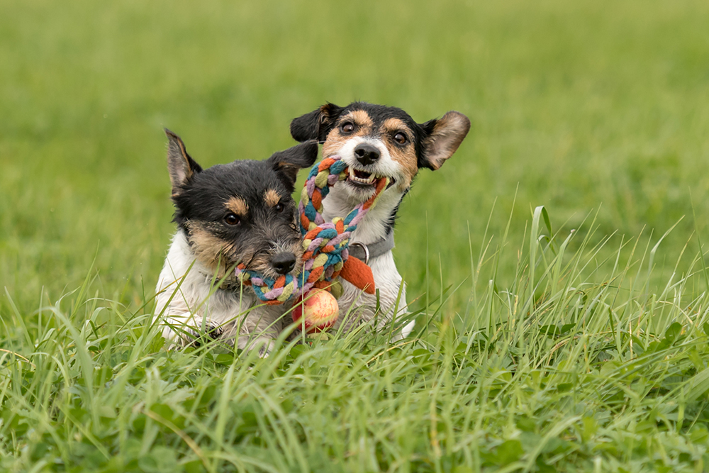 Two dogs playing in a field