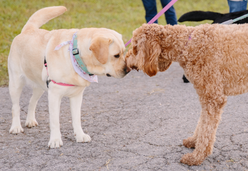 Two dogs nose to nose