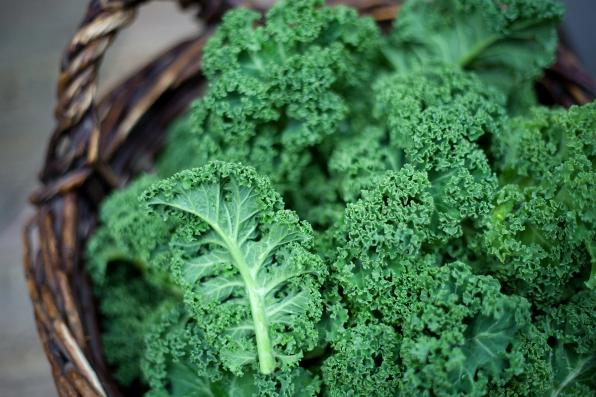 A picture of kale leaves
