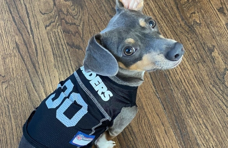 Dog wearing sports jersey