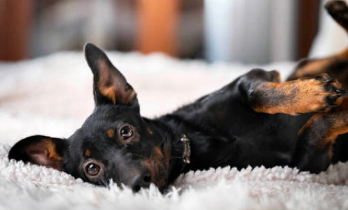Small dog on fluffy blanket