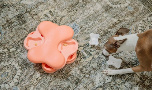 Dog playing with puzzle