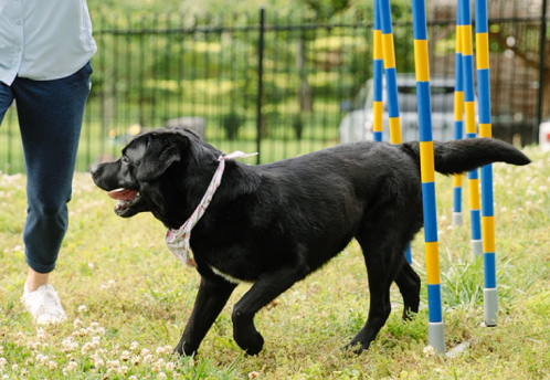 A dog doing weave poles