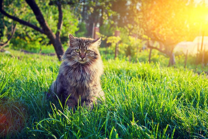 A cat in a sunny field