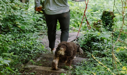 A man walks his dog through the woods