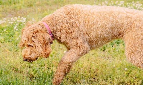 A Doodle looking at the ground