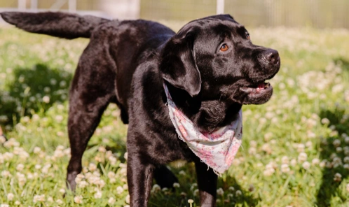Happy shiny black dog
