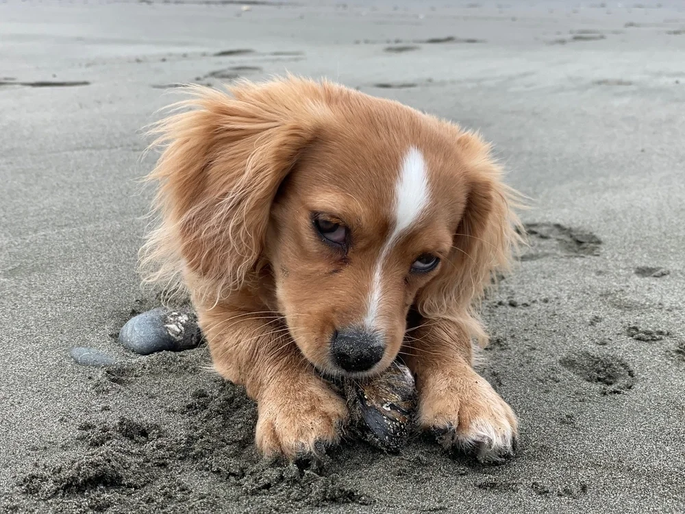 A small brown dog with a white stripe on its head intently chews a rock on the sandy beach. The dog's posture suggests curiosity and playfulness.
