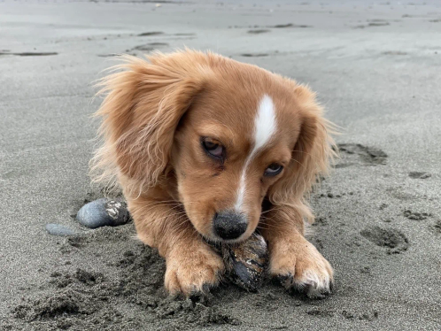A small brown dog with a white stripe on its head intently chews a rock on the sandy beach. The dog's posture suggests curiosity and playfulness.