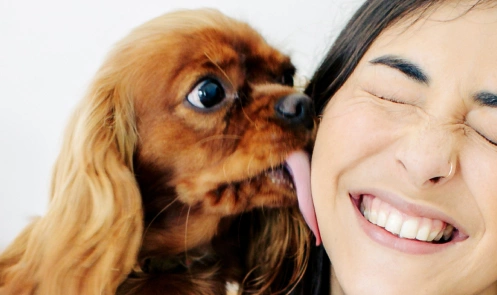 A cocker spaniel licking a person's ear