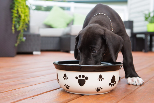 A black and white puppy eating