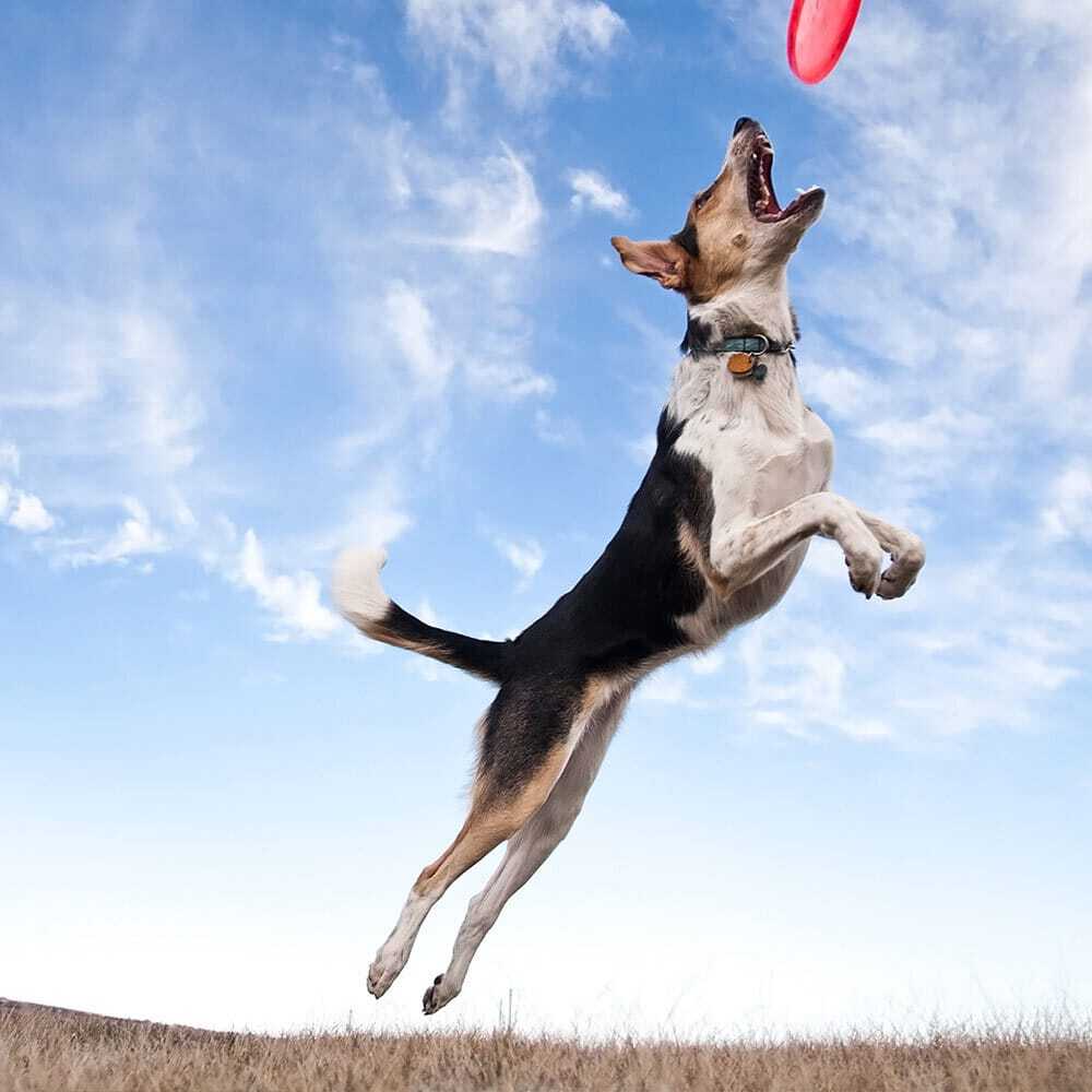 Dog catching frisbee