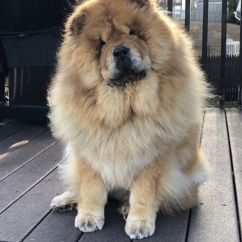 Mya the Chow Chow sitting politely on her deck.