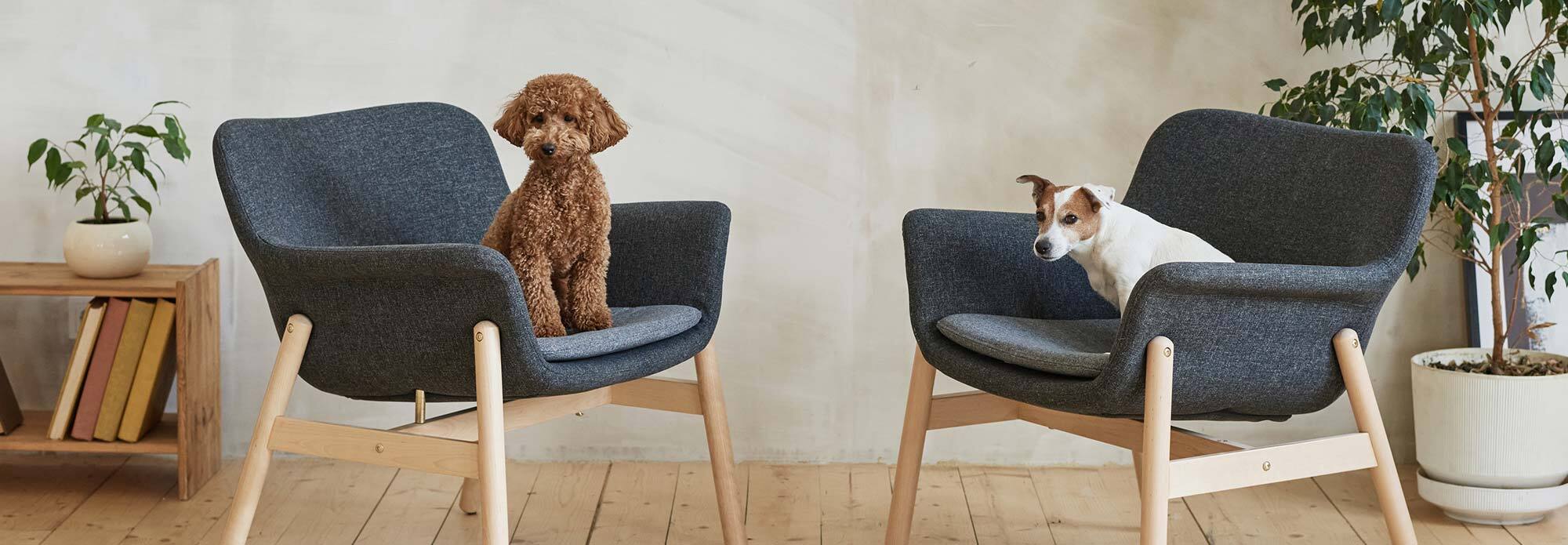 Two dogs in chairs, sitting as if they're in an interview.